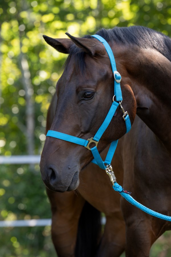 KERBL Nylonhalfter Hippo, blau