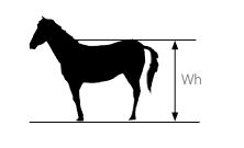 Widerresthöhe beim Pferd