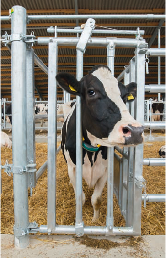 Fressgitter für Tierbehandlung