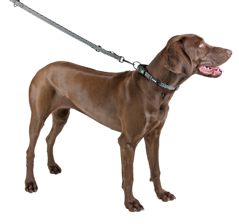 Brauner Hund trägt das reflektierende Kerbl Halsband Shiny Night mit schwarz-weißem Muster und passender Leine.