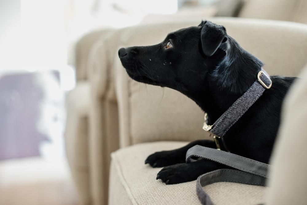KENTUCKY® DOGWEAR Hundehalsband aus Wolle, grau