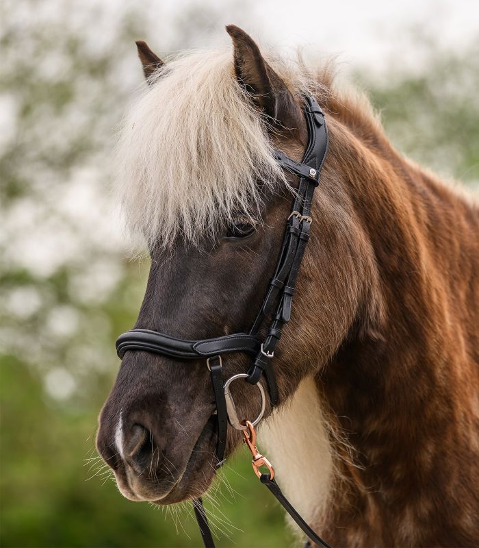 WALDHAUSEN Island Trensenzaum anatomic, schwarz/silber Ein Islandpferd trägt den schwarzen WALDHAUSEN Island Trensenzaum Anatomic mit silbernen Beschlägen in der Seitenansicht.