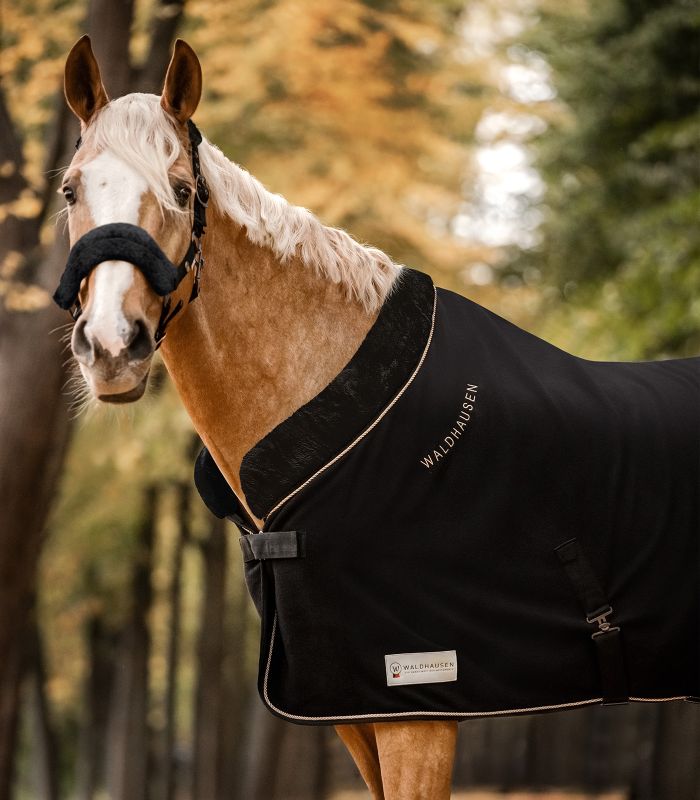 WALDHAUSEN Halfter Modern Ros in schwarz-anthrazit an einem Palomino mit passender schwarzer Pferdedecke