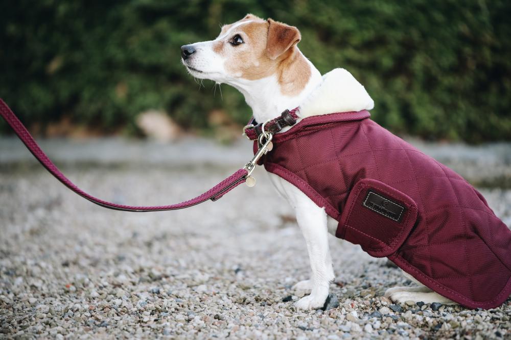 KENTUCKY® DOGWEAR Hundehalsband geflochtenes Nylon, bordeaux