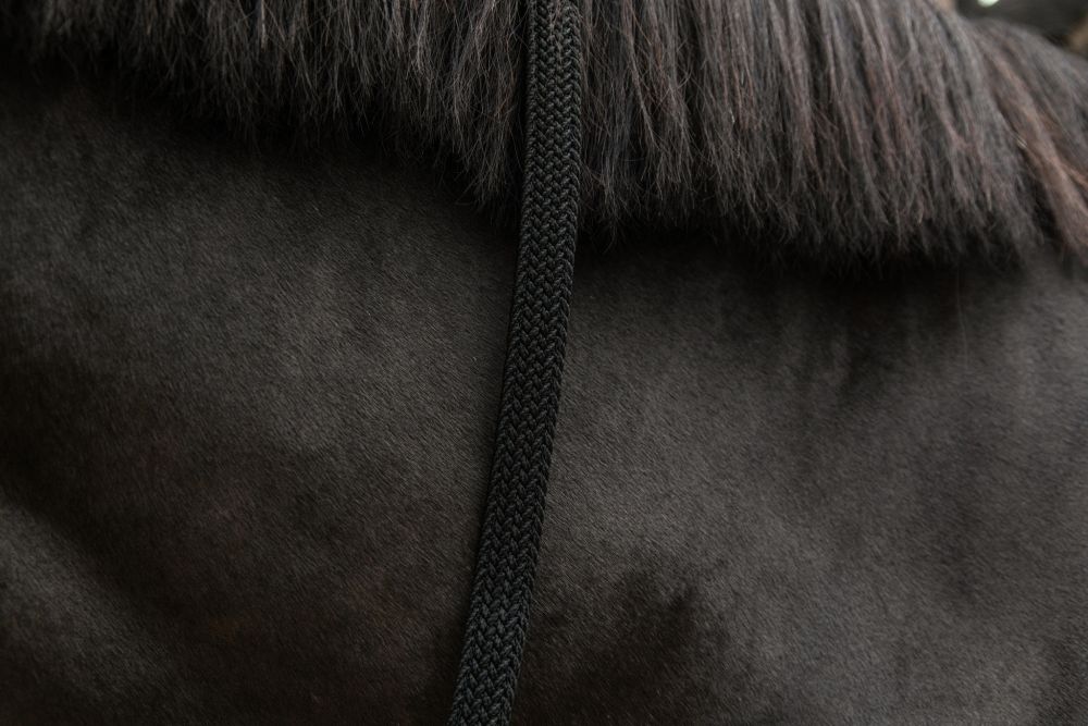 KENTUCKY® HORSEWEAR geflochtener Nylon Führstrick