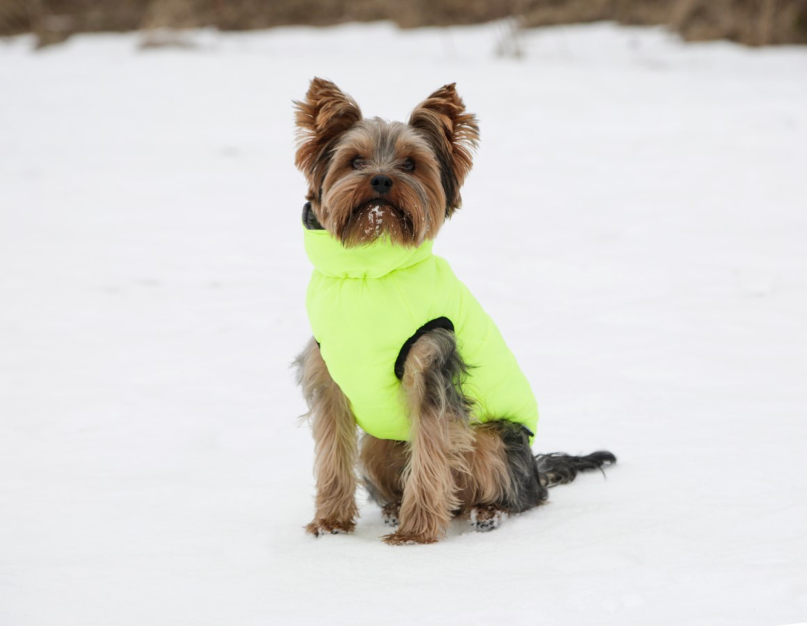 Ein kleiner Yorkshire Terrier sitzt im Schnee und trägt den neongelben KERBL Steppmantel Charmonix mit hohem Kragen.