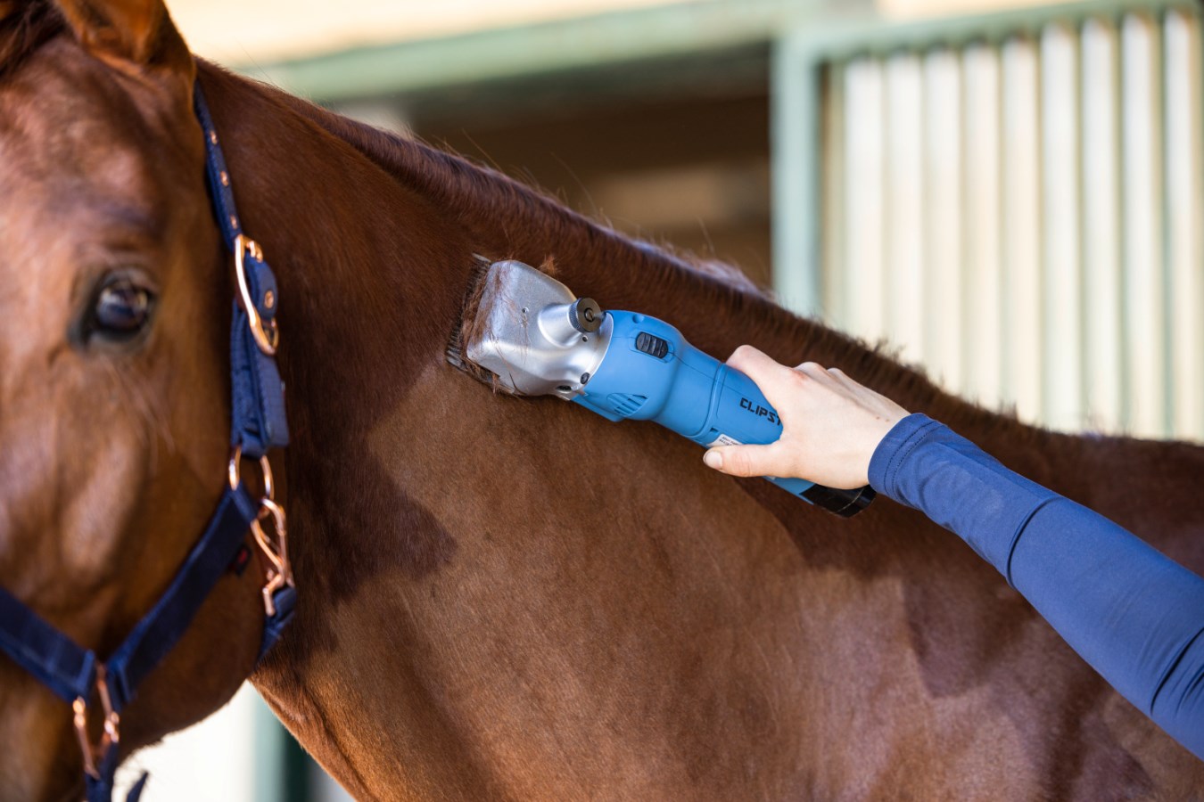 Die blaue KERBL Schermaschine FarmClipper für Pferde wird zum Scheren des Fells am Hals eines Pferdes genutzt