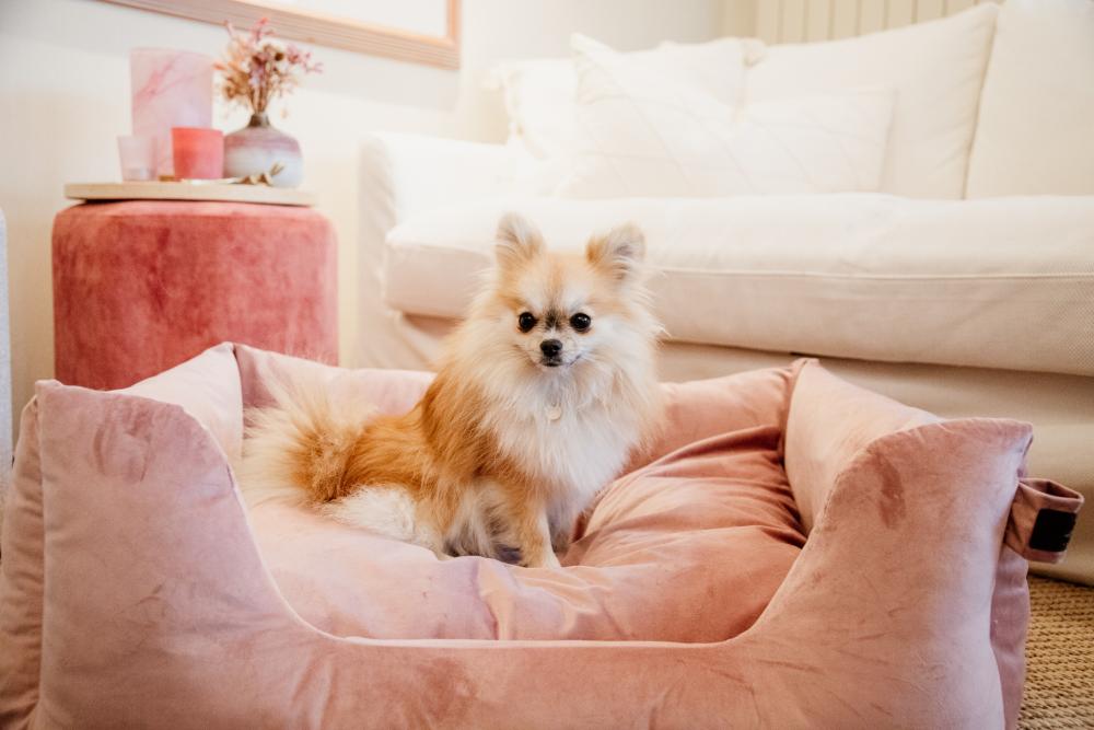 KENTUCKY® DOGWEAR Hundebett aus Samt, altrosa