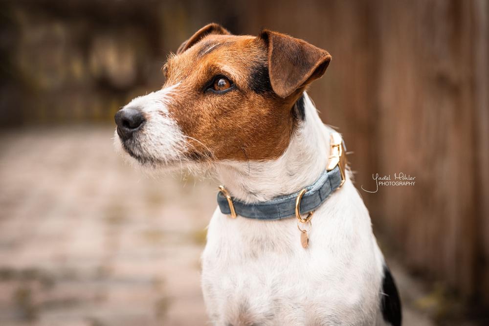 KENTUCKY® DOGWEAR Hundehalsband Samt, hellblau