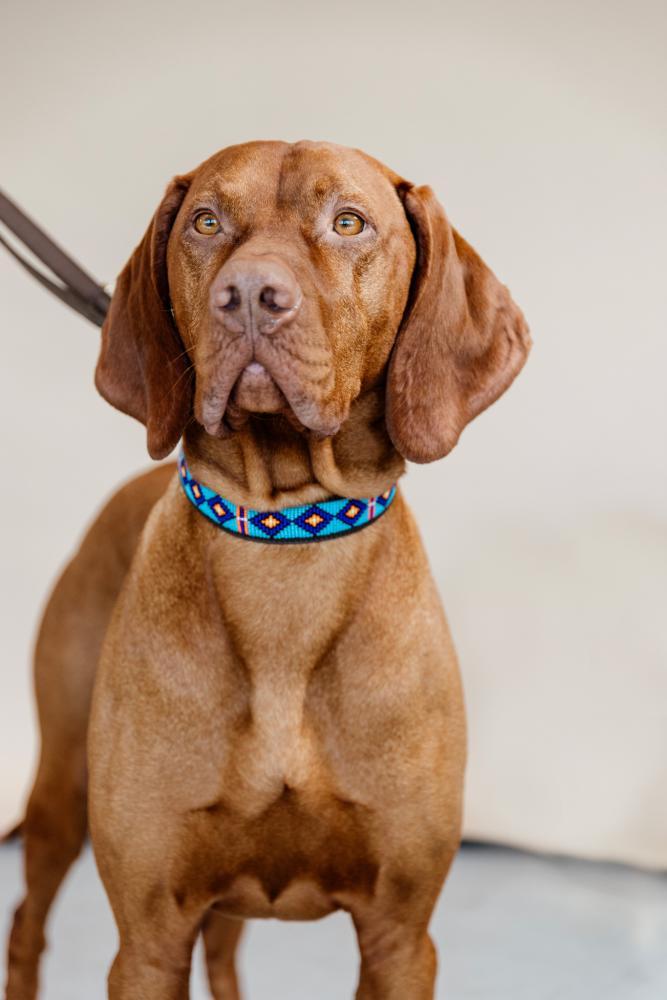 KENTUCKY® DOGWEAR Hundehalsband Pearls, blau