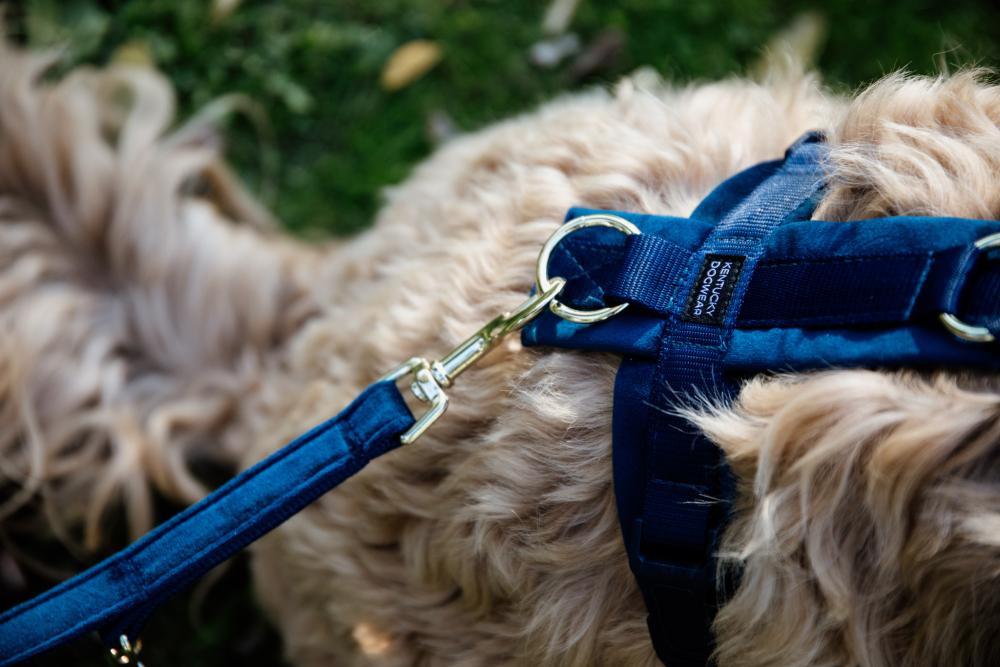 KENTUCKY® DOGWEAR Hundegeschirr Aktiv aus Samt, marine