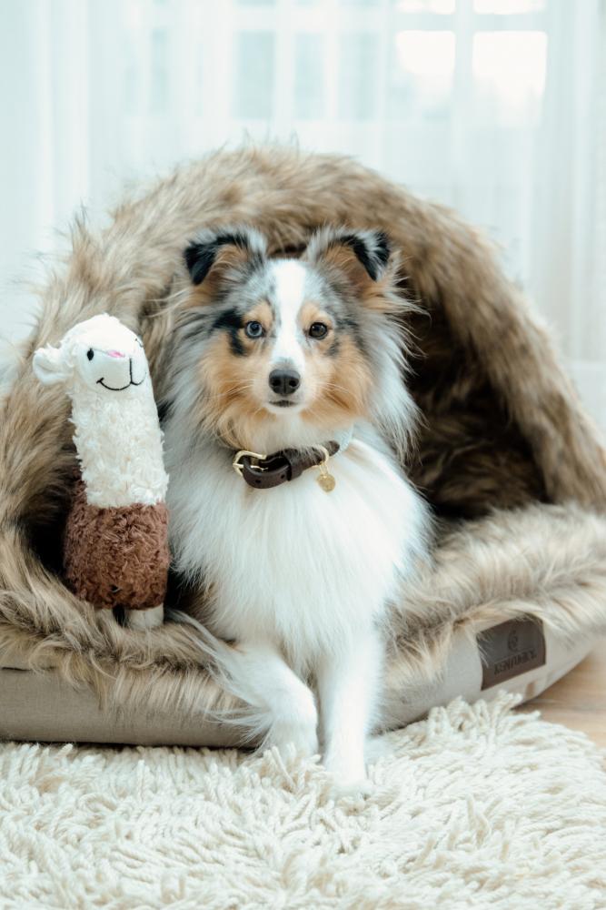 KENTUCKY® DOGWEAR Hundespielzeug Alpaka Alfredo