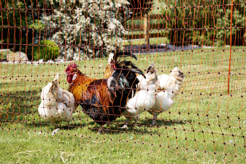 AKO Geflügelnetz PoultryNet, orange, Höhe: 106 cm elektrifizierbar