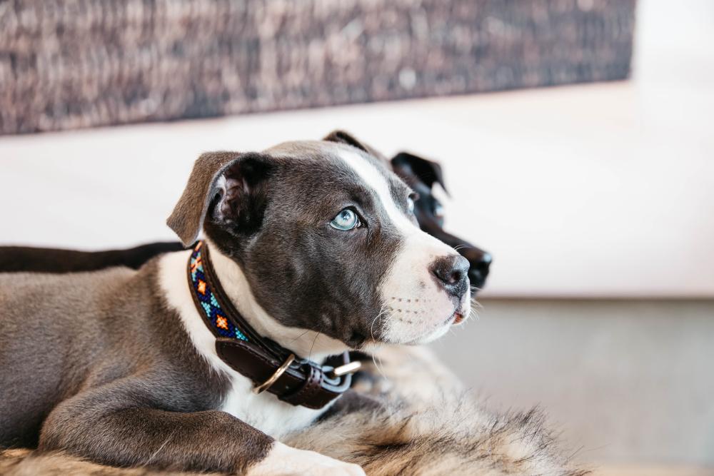 KENTUCKY® DOGWEAR Hundehalsband Pearls, blau