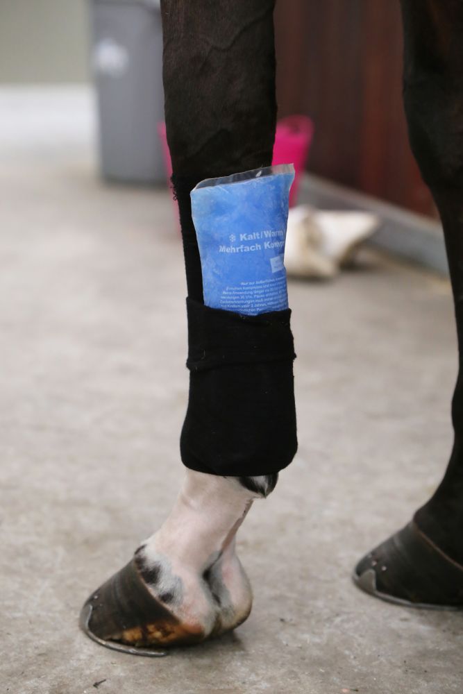 KENTUCKY® HORSEWEAR Tenton Grip Bandagenstrumpf, schwarz