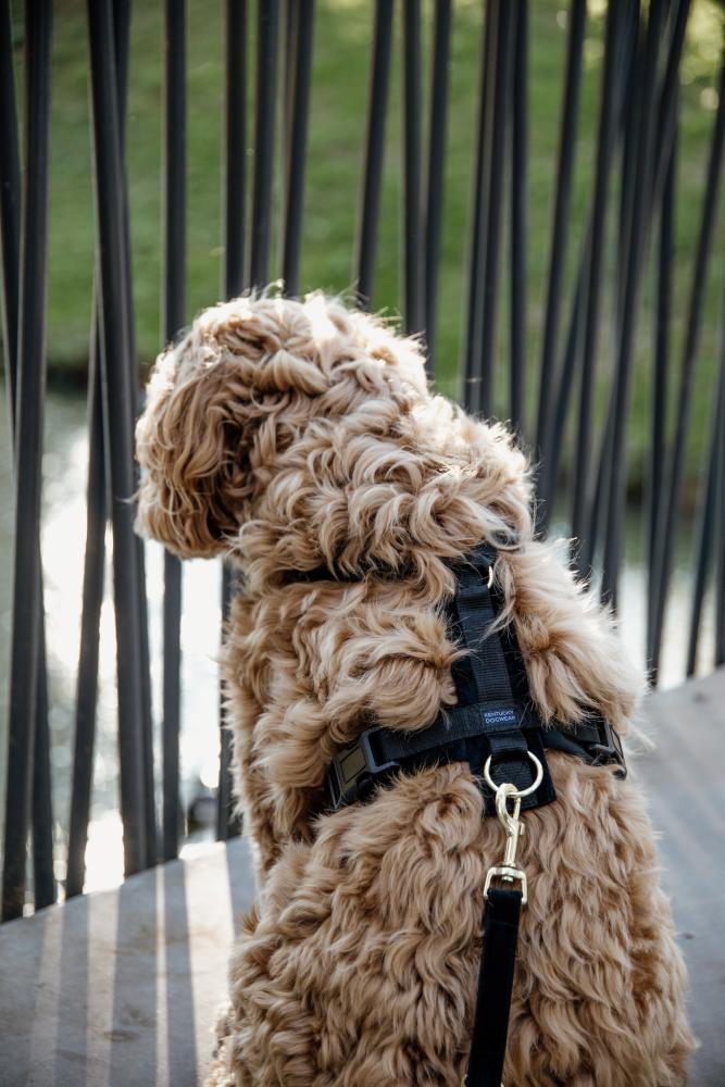 KENTUCKY® DOGWEAR Hundegeschirr Aktiv aus Samt, schwarz