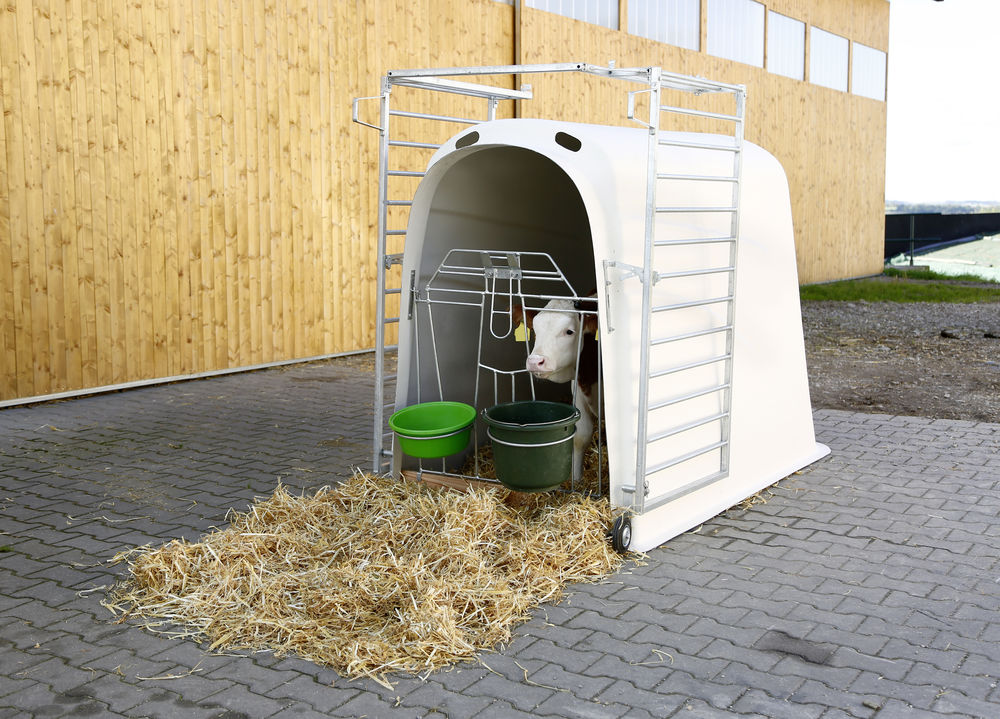 Kälberiglu Premium Plus