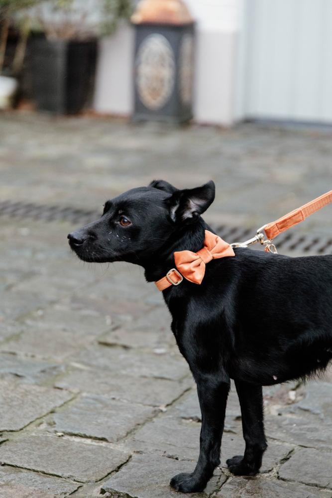 KENTUCKY® DOGWEAR Samtfliege, orange