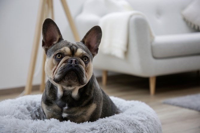 KERBL Kuschelbett Fluffy hellgrau