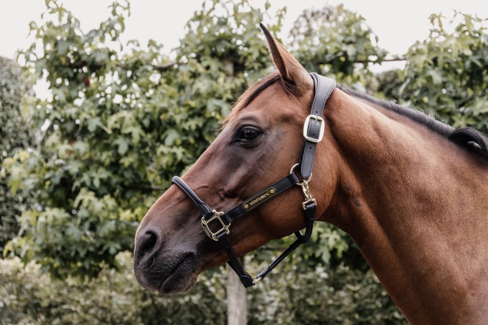 KENTUCKY® HORSEWEAR Anatomic Lederhalfter, schwarz