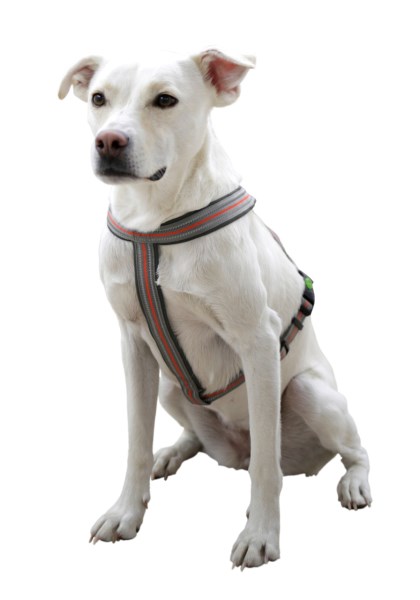 KERBL Hundegeschirr Xenos in grau/rot