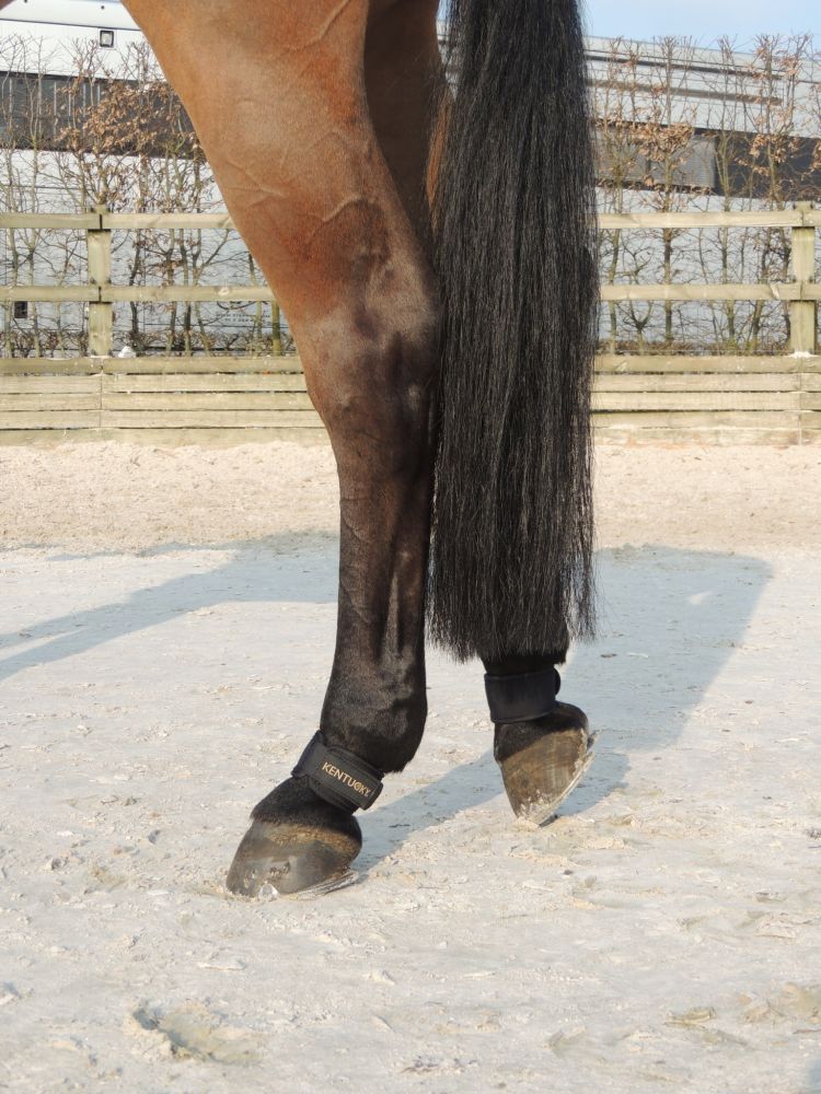 KENTUCKY® HORSEWEAR Fesselschutz