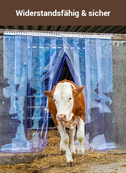 STALLBEDARF24 PVC-Streifenvorhang, Länge: 25 m, Breite: 20 cm, Stärke: 2 mm PVC Streifenvorhang Set in Blau, montiert an einem Stalleingang, durch den ein junges Kalb auf Stroh läuft.