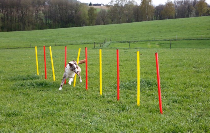 KERBL Agility Komplett-Set 3-teilig, rot/gelb