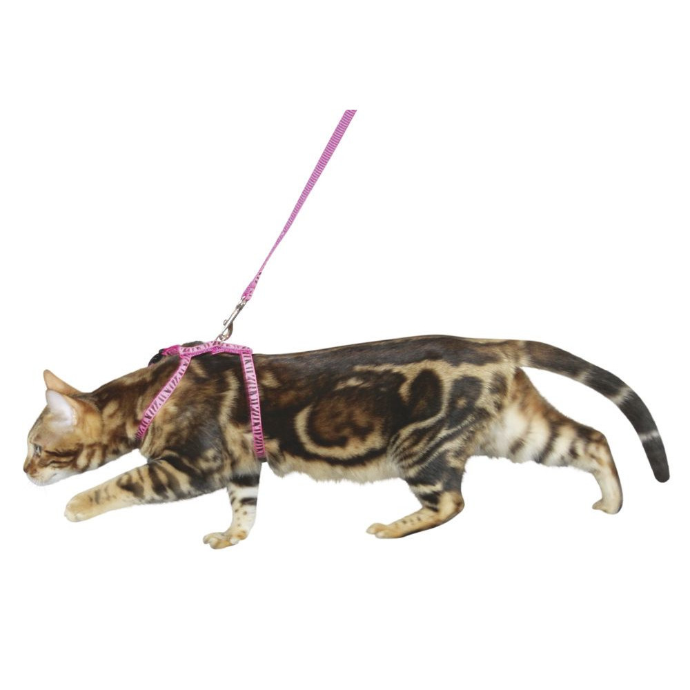 Katzengeschirr mit Leine