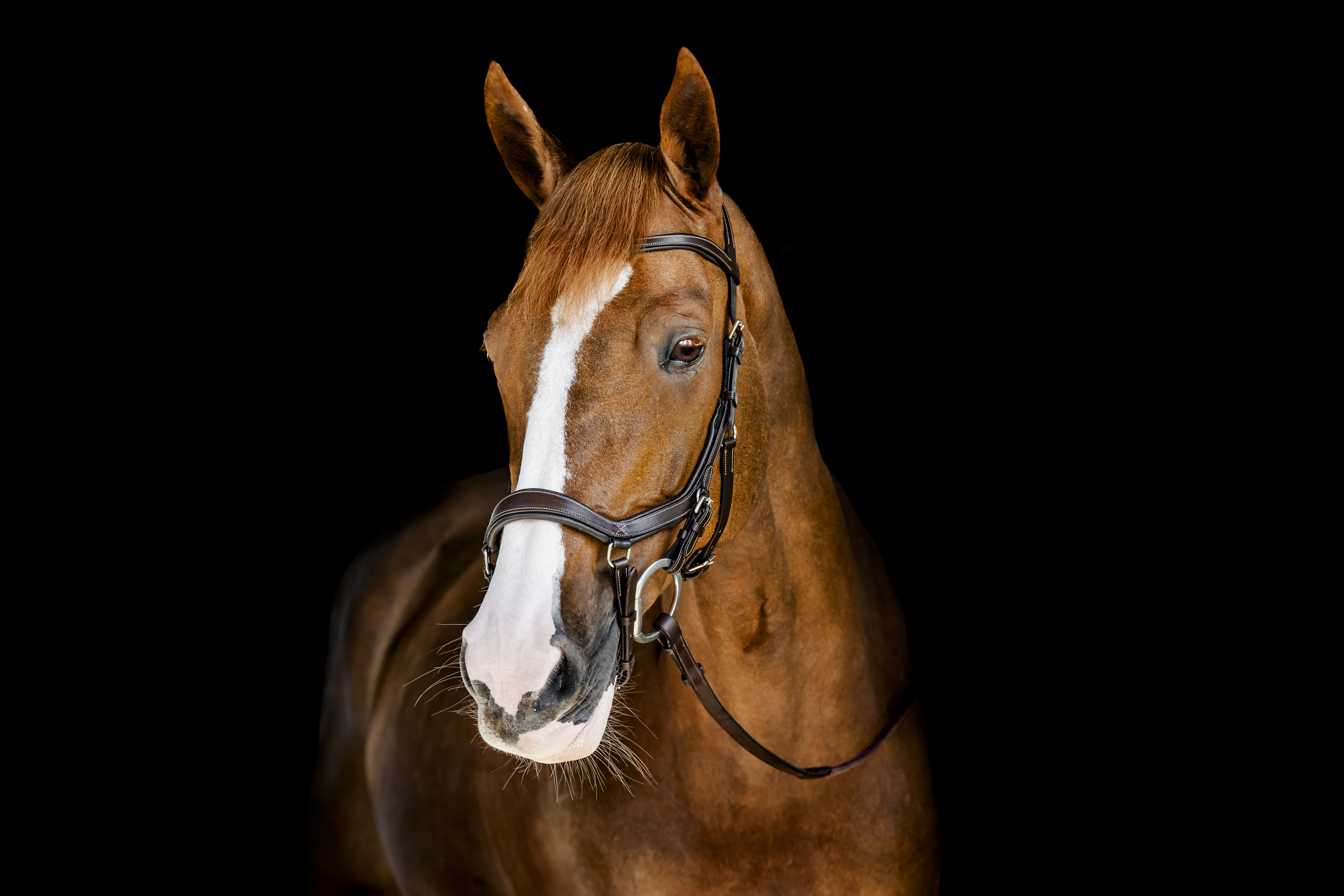 Ein Fuchs mit weißer Blesse trägt die Horseware Micklem Competition Bridle in Dark Havana vor schwarzem Hintergrund.
