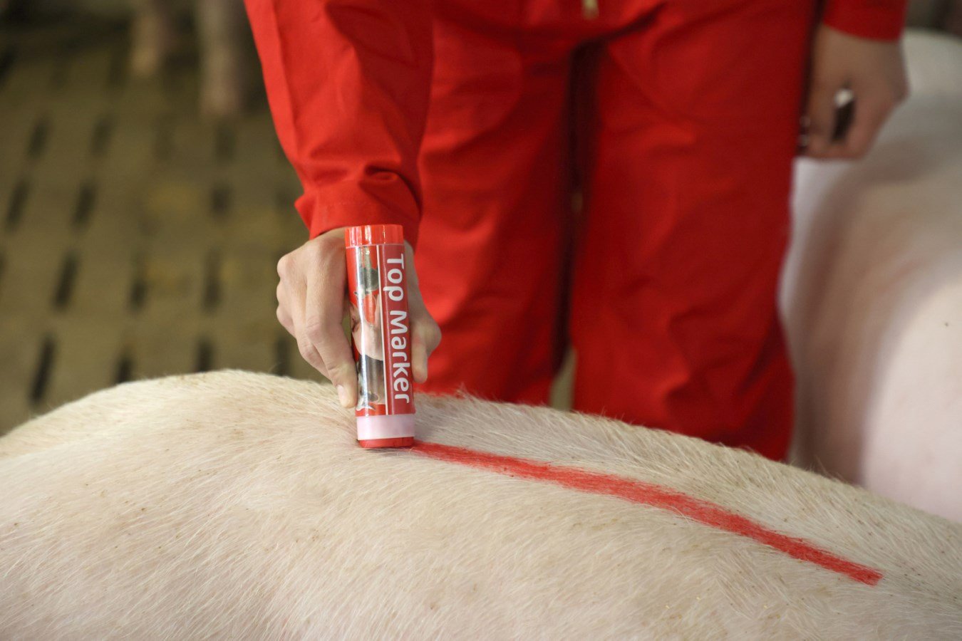 Eine Person markiert mit dem roten Viehzeichenstift TopMarker von Kerbl den Rücken eines Schweins mit einem Strich.