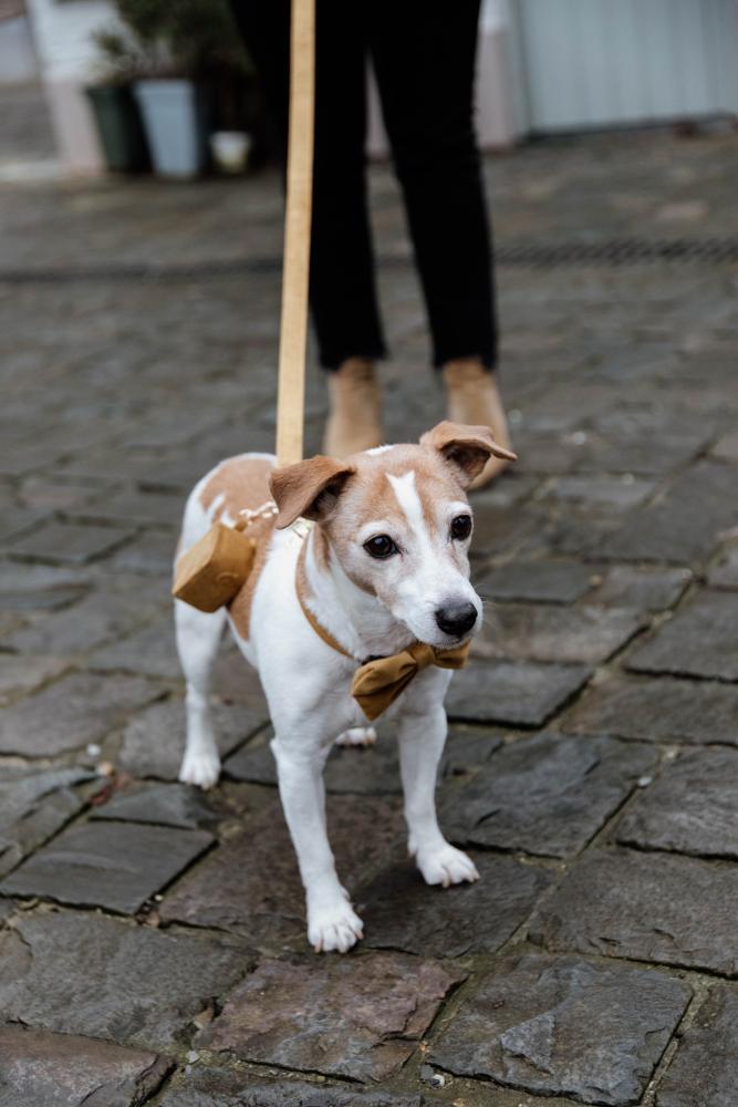 KENTUCKY® DOGWEAR Hundekotbeutelhalter Square, senfgelb