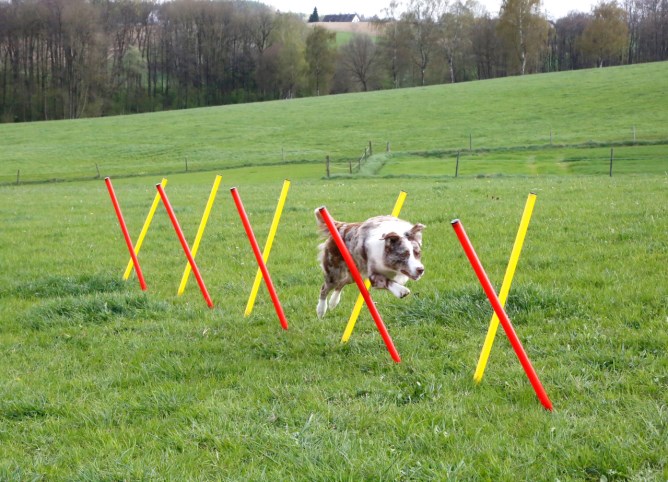 KERBL Agility Komplett-Set 3-teilig, rot/gelb