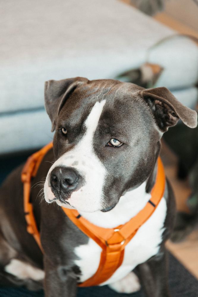 KENTUCKY® DOGWEAR Hundegeschirr Aktiv aus Samt, orange