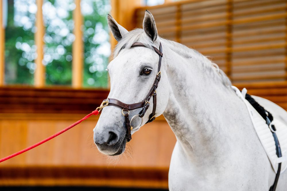 HORSEWARE® Micklem® 2 Multi Bridle, dark havana 