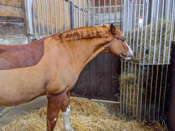 PATURA Wandraufe Variabel 2 m