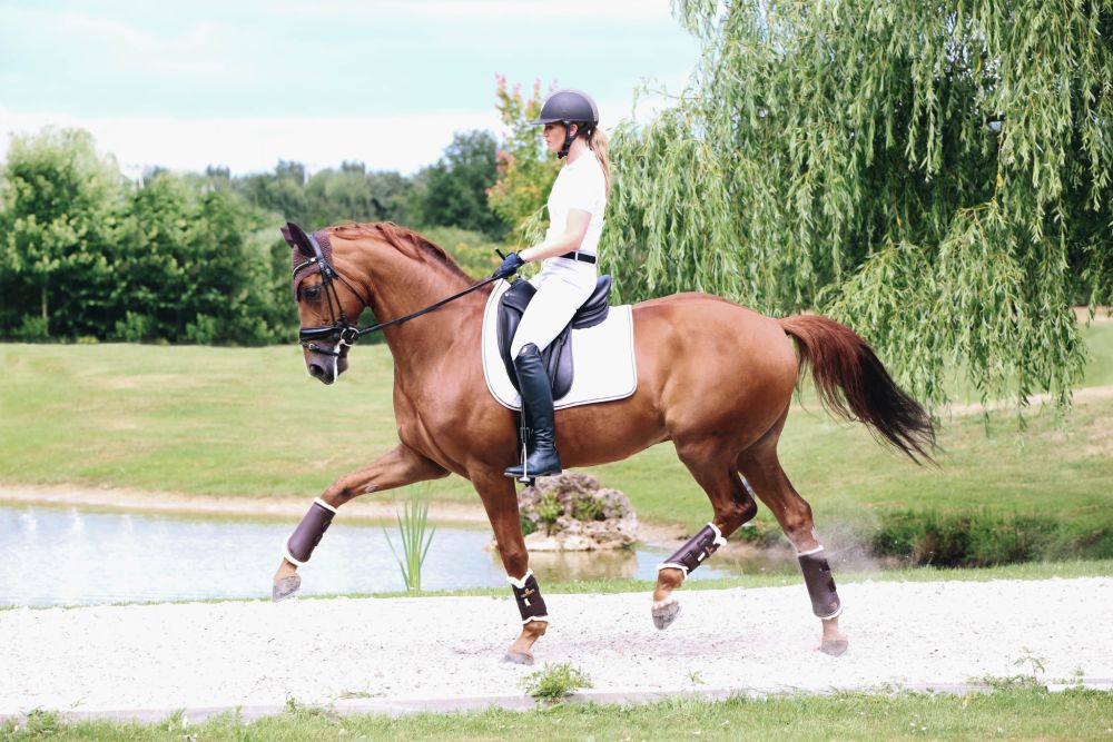 KENTUCKY® HORSEWEAR Arbeitsgamasche Kunstleder vorne, braun