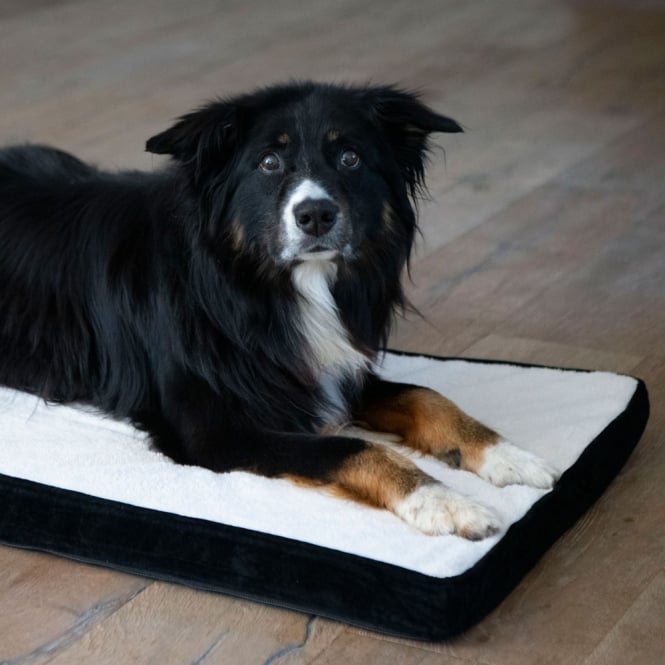 Procyon Hundematte