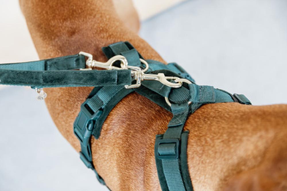 KENTUCKY® DOGWEAR Hundegeschirr Aktiv aus Samt, tannengrün