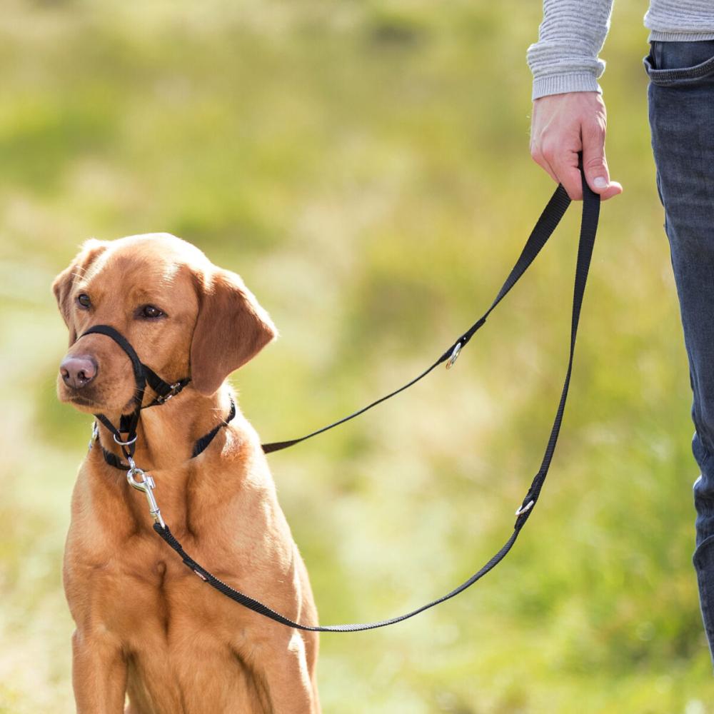 TRIXIE Ausbildungsgeschirr Top Trainer
