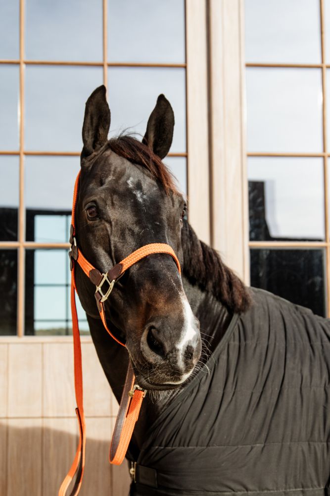 KENTUCKY® HORSEWEAR geflochtener Nylon Führstrick