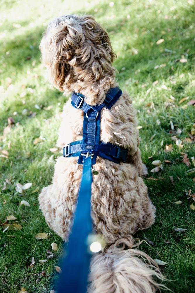 KENTUCKY® DOGWEAR Hundegeschirr Aktiv aus Samt, marine