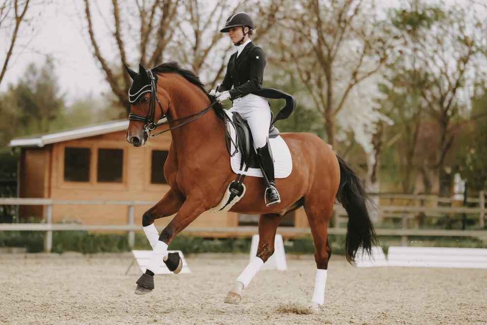 KENTUCKY® HORSEWEAR Schaffell Kurzgurt