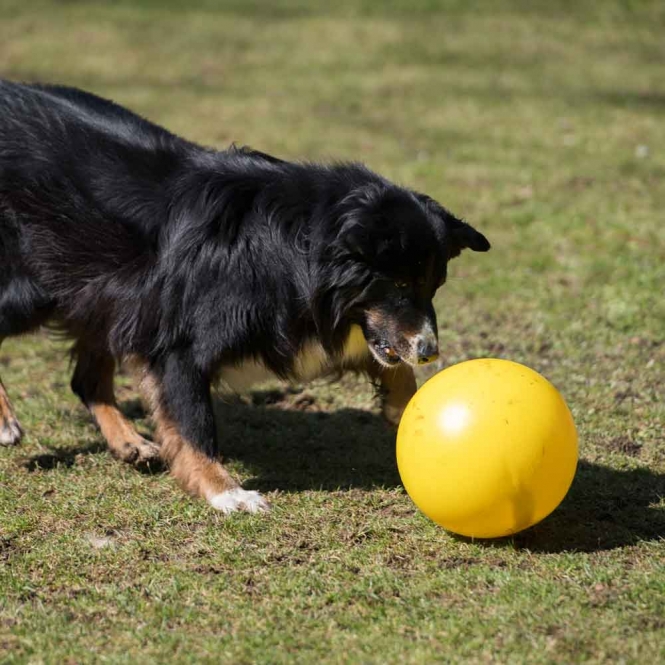 PROCYON Treibball