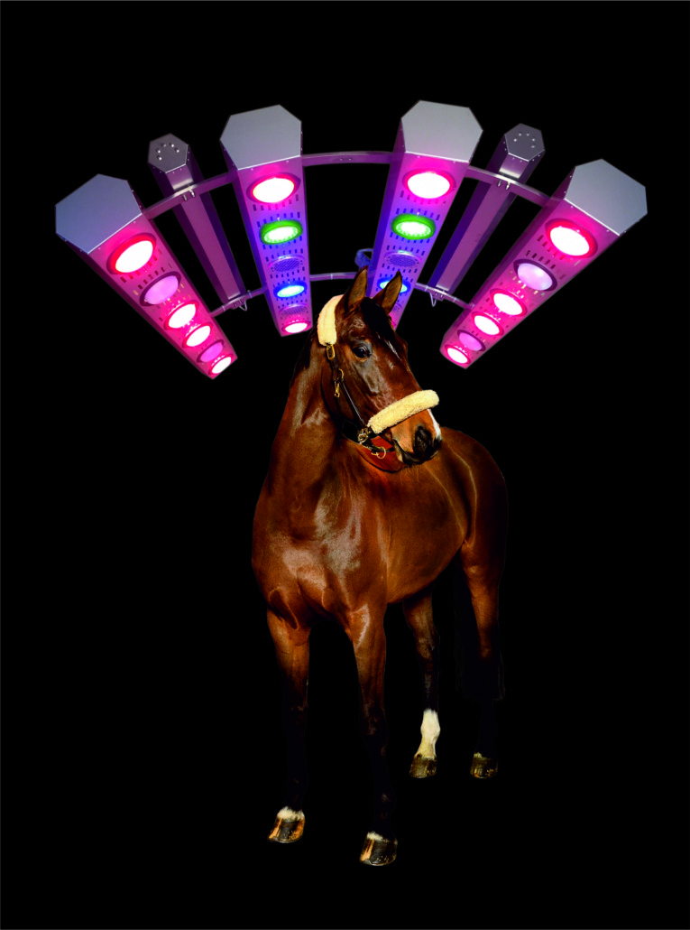 SUMMERWIND Pferdesolarium Therapie Braunes Pferd steht frontal unter einem SUMMERWIND Pferdesolarium zur Therapie mit leuchtenden Infrarotlampen.