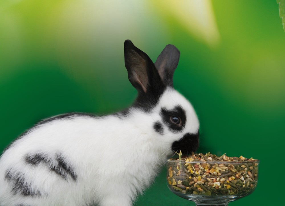 HAVENS Premium Fiber Mix