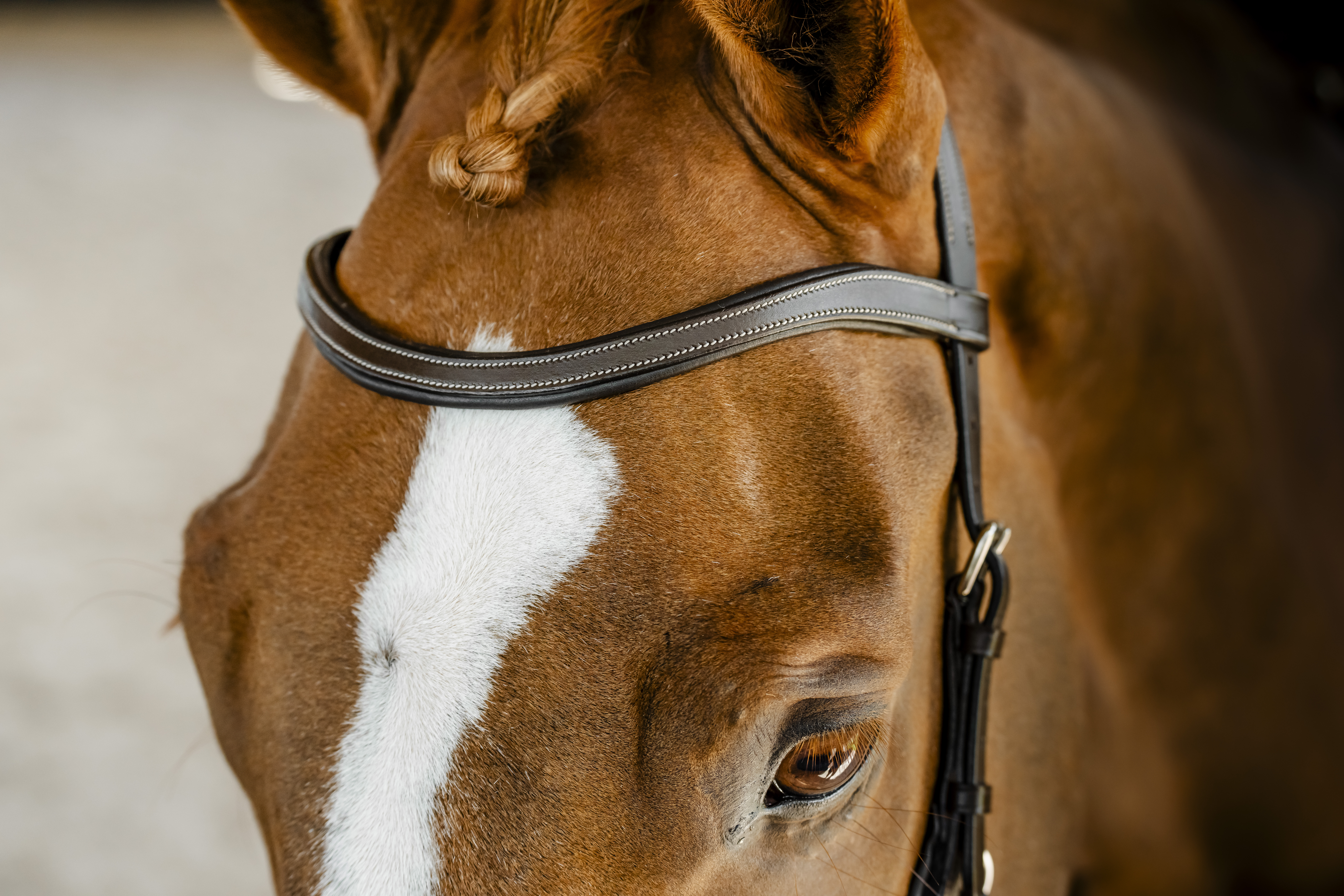 HORSEWARE® Micklem® Competition Bridle, dark havana Horseware Micklem Competition Bridle in Dark Havana aus Leder mit weißer Ziernaht am Kopf eines Fuchses mit Blesse.