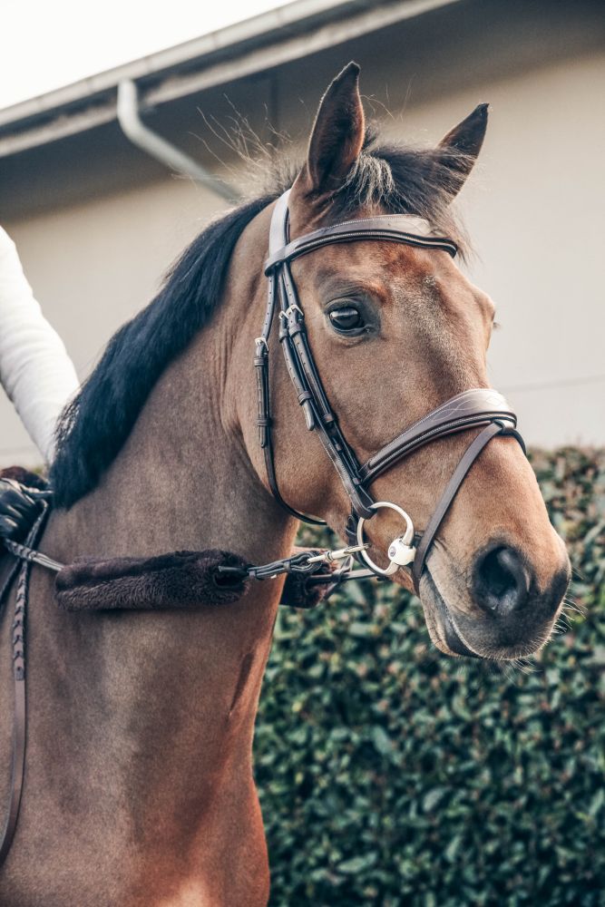 KENTUCKY® HORSEWEAR Schaffell-Nasenriemenschoner, braun