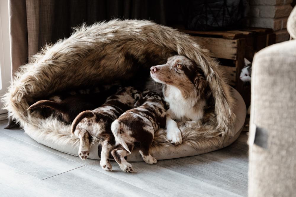 KENTUCKY® DOGWEAR Hundebett Iglu, braun