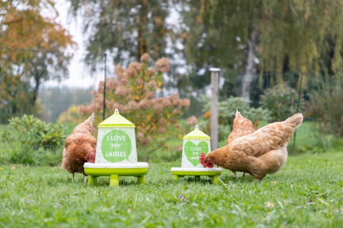 KERBL Futterautomat für 2,4l/2kg,mit Füßen, grün m. Motiv